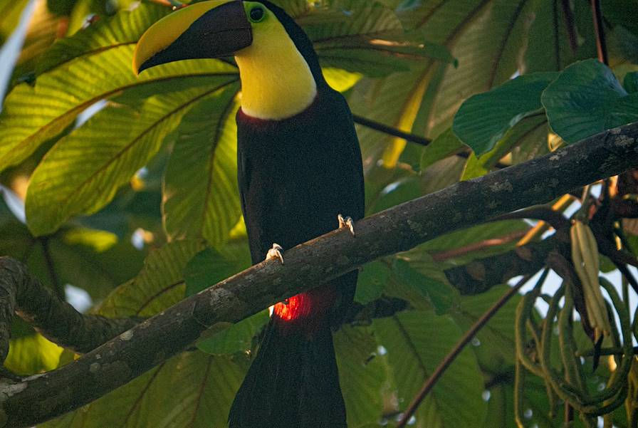 Découvrez les bienfaits de l'observation d'oiseaux pour votre bien-être 