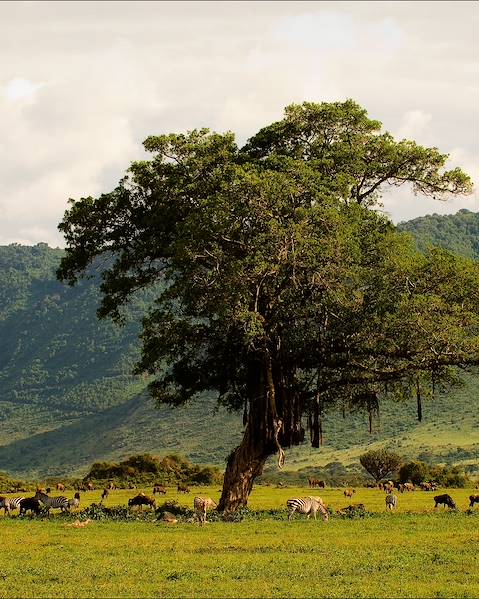 Reiseroute Tansania - Sansibar - Arusha - Karatu - Serengeti - Stone Town