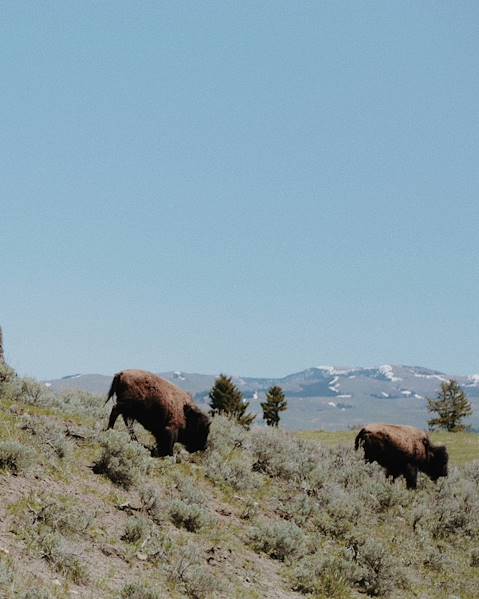 Voyages itinérants États-Unis - Rocky Mountains - Grand Teton - Cody - Yellowstone - Bozeman - Glacier National Park