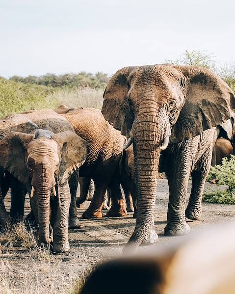 Voyages itinérants Afrique du Sud - Johannesburg - réserve de Karongwe - Le Cap