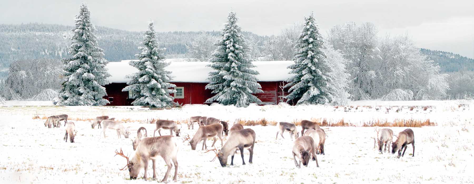 Voyage  Laponie finlandaise