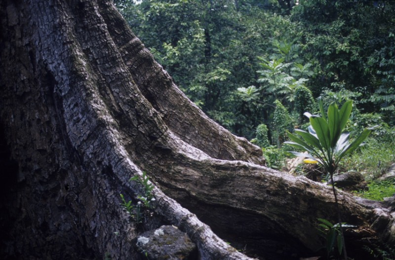 Archipels des marquises : la terre des hommes