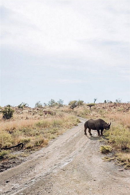 rhinocéros