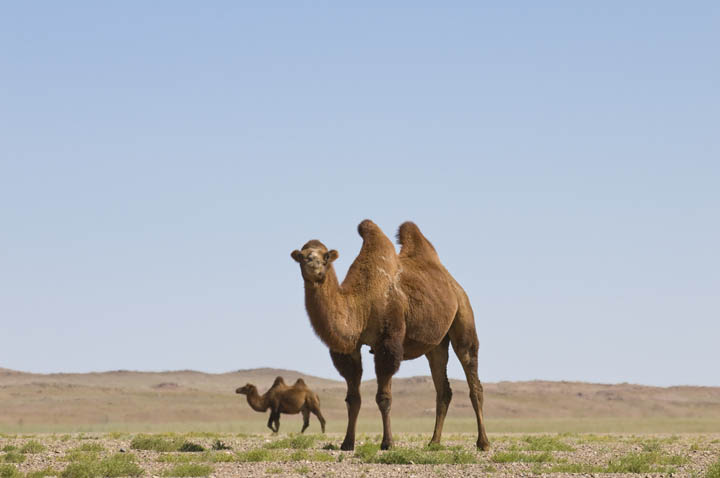 desert de Gobi