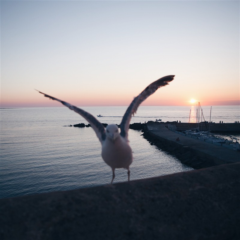 Mouette à Gallipoli 