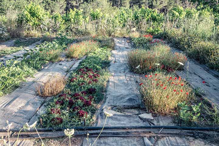 Potager à Ibiza