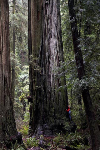 Redwood Park