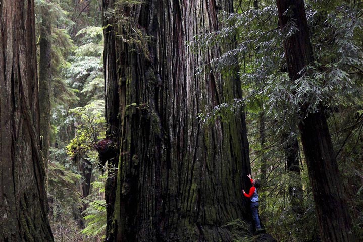 Sequoias Park