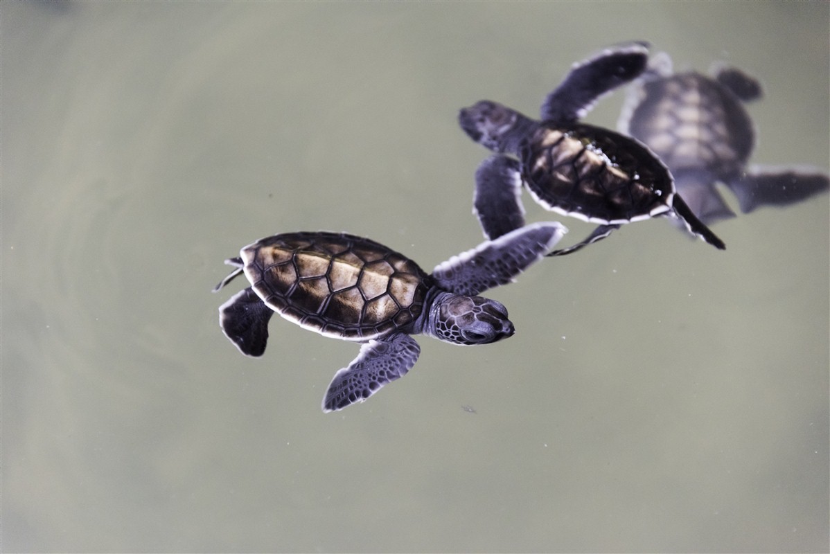 Tortues du Sri Lanka