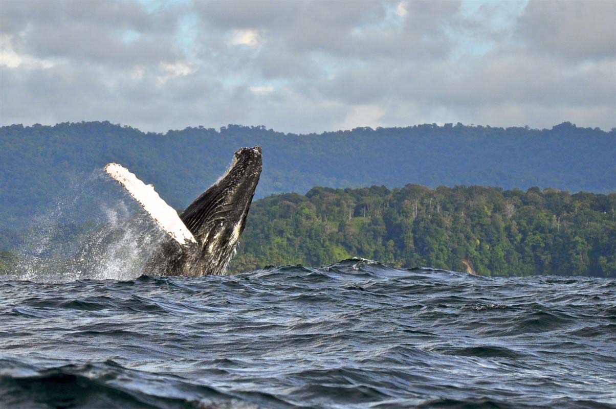 Baleine en Colombie