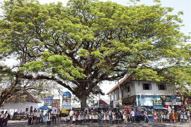 Arbre de Cochin