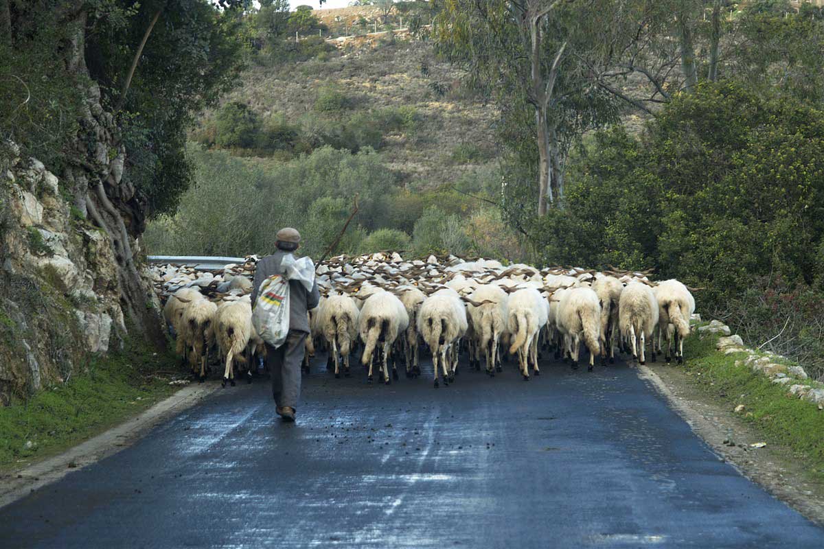 Berger dans les Asturies