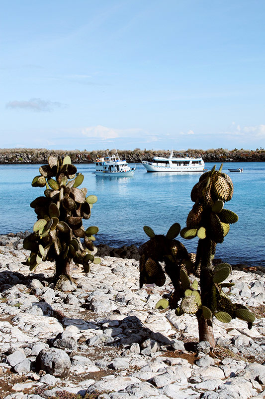 Cactus Galapagos