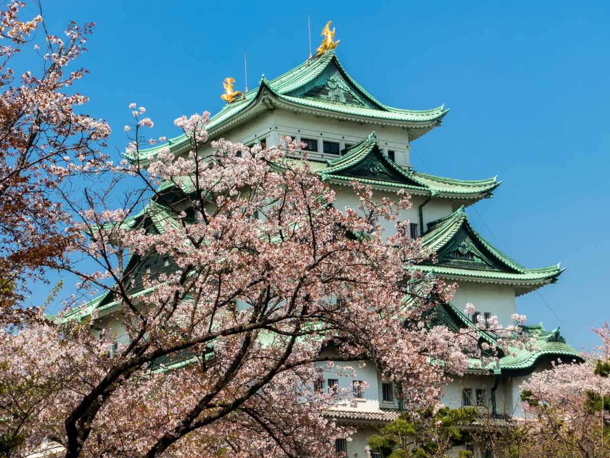 Cerisiers en fleurs à Nagoya