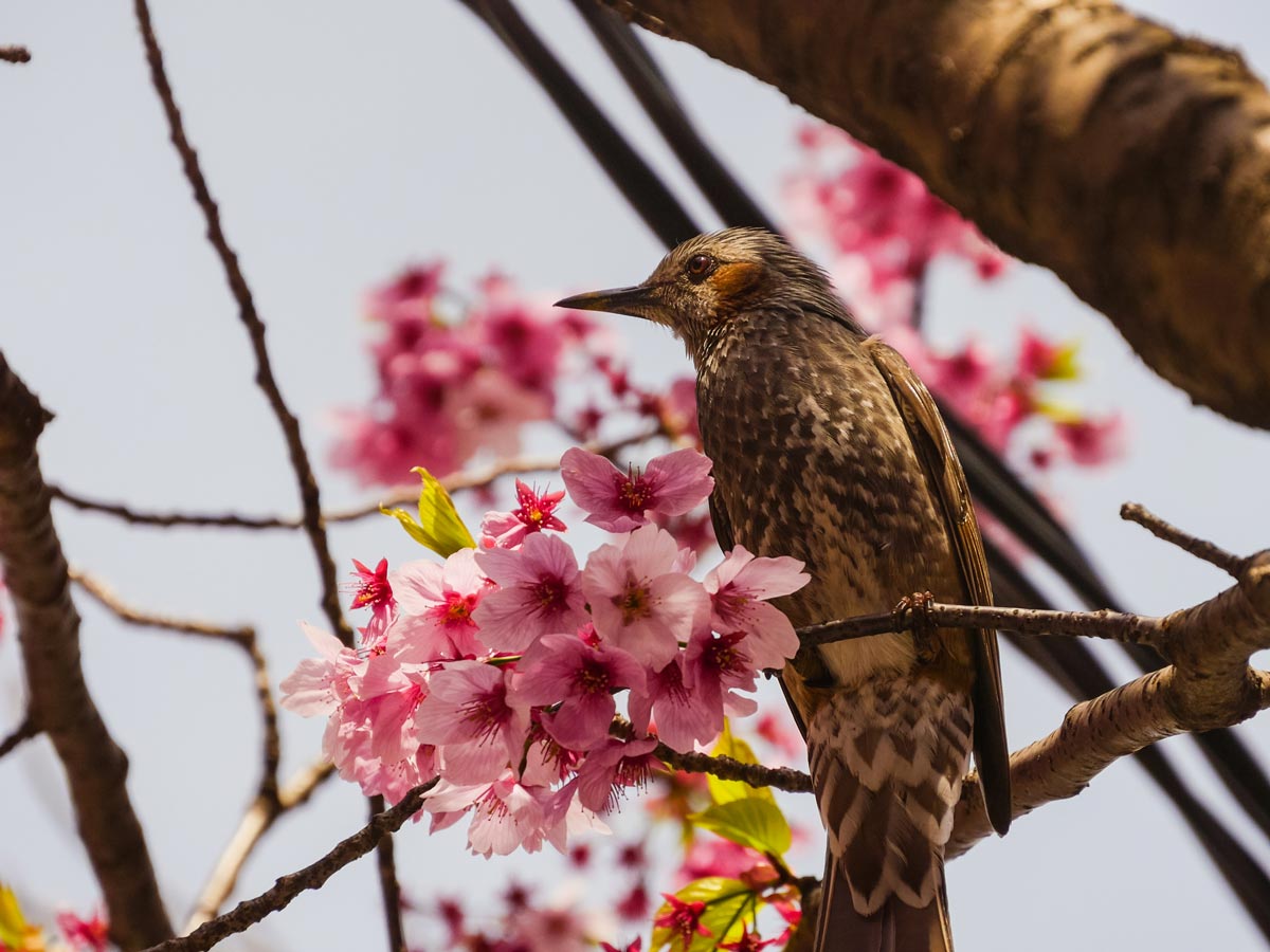 Cerisiers en fleurs à Yokohama