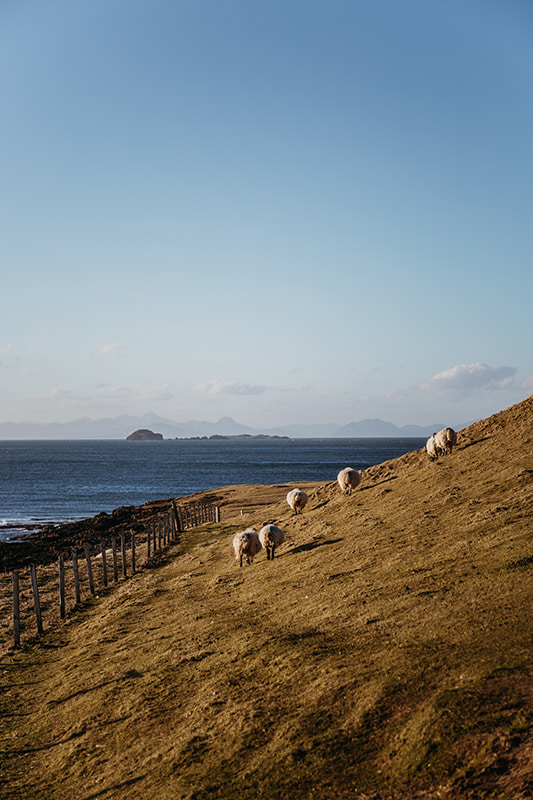 Champs avec des moutons en Ecosse