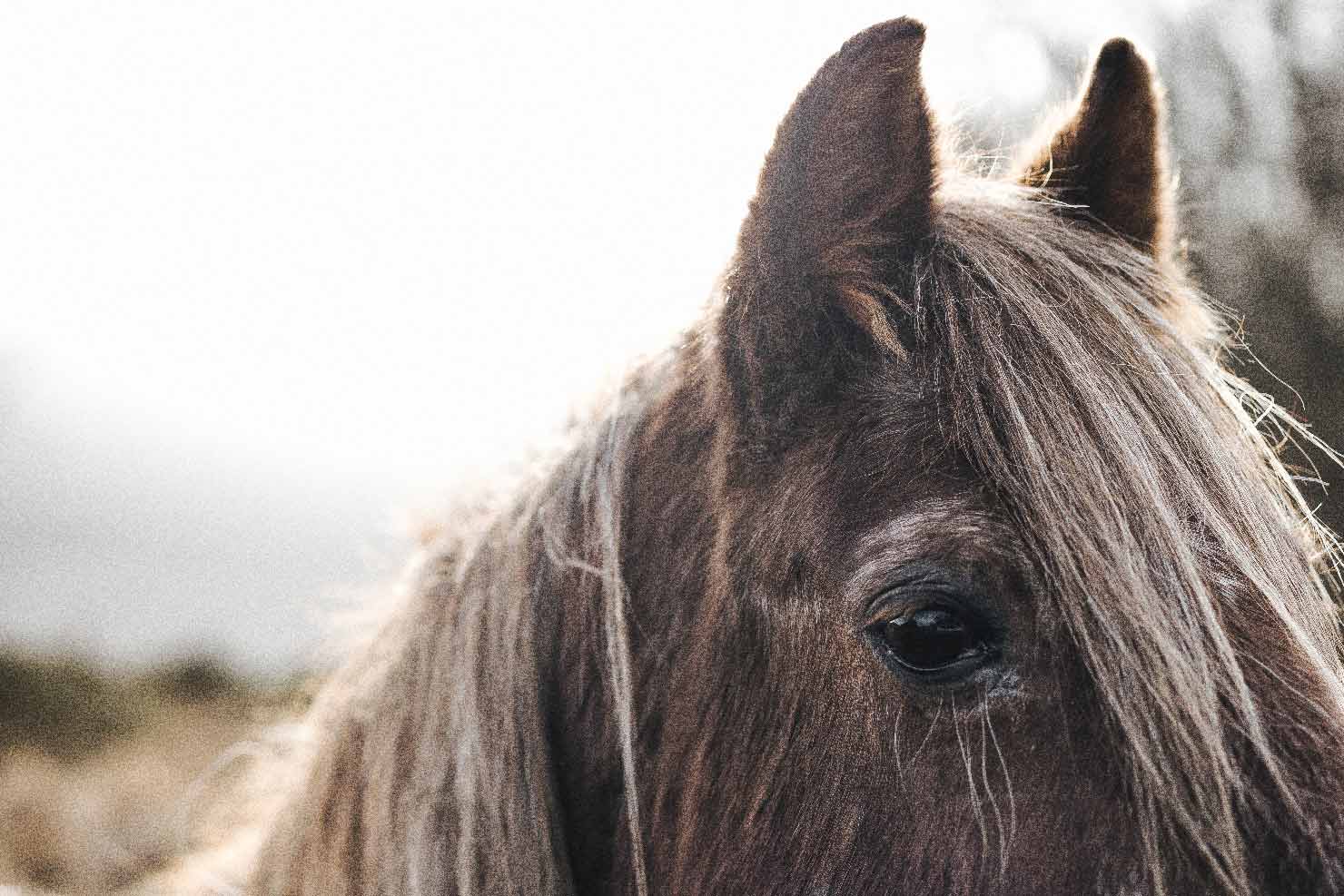 Cheval en Angleterre