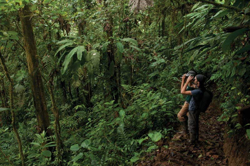 couple dans la foret