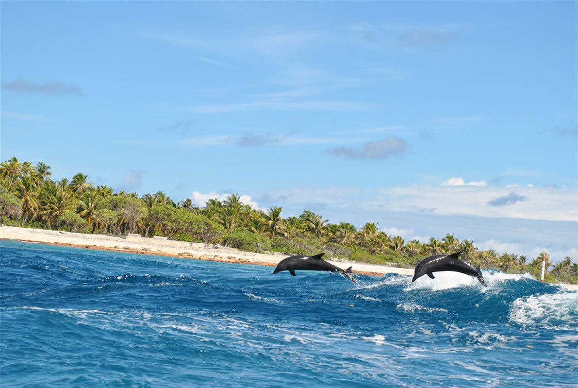 Dauphins à Rangiroa