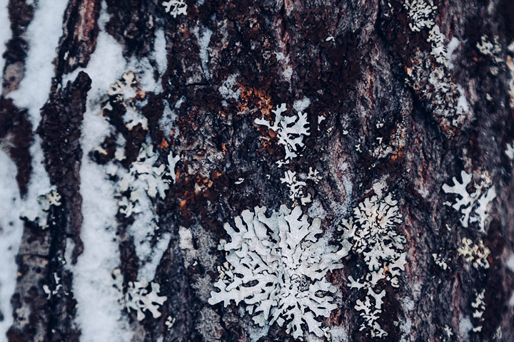 détail du froid en Laponie