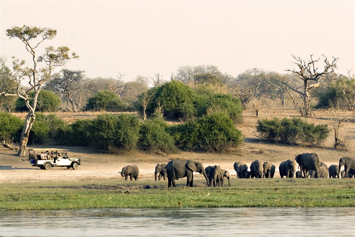 éléphants par troupeaux