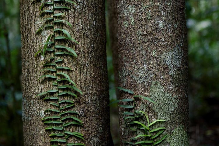 arbre en Australie