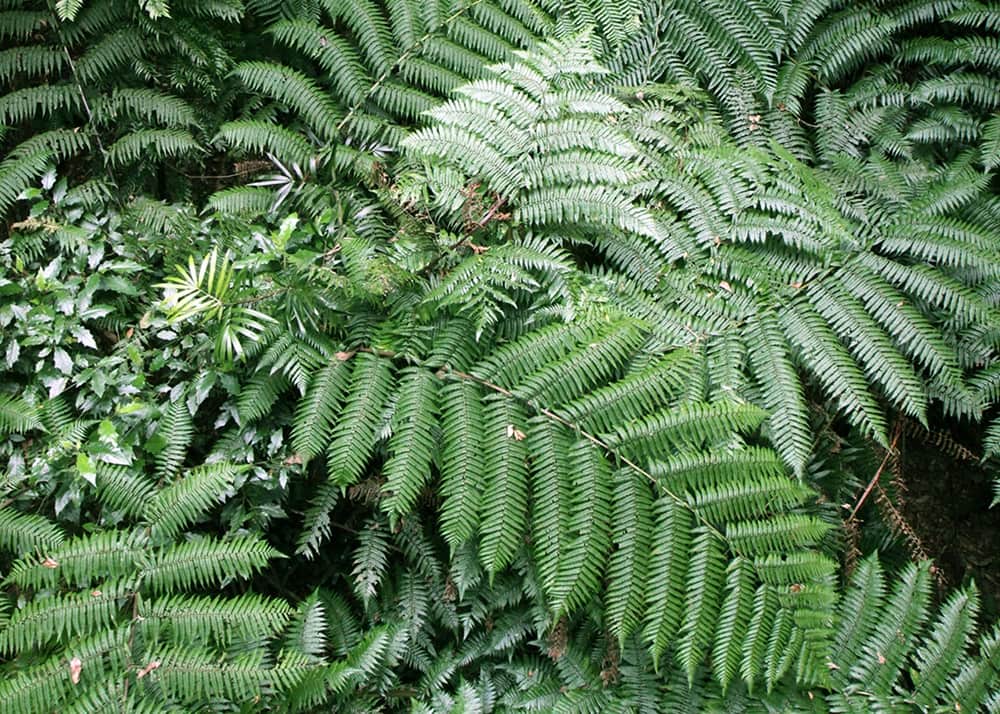 Fougère du parc national de Dorrigo