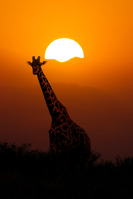Girafe au Botswana
