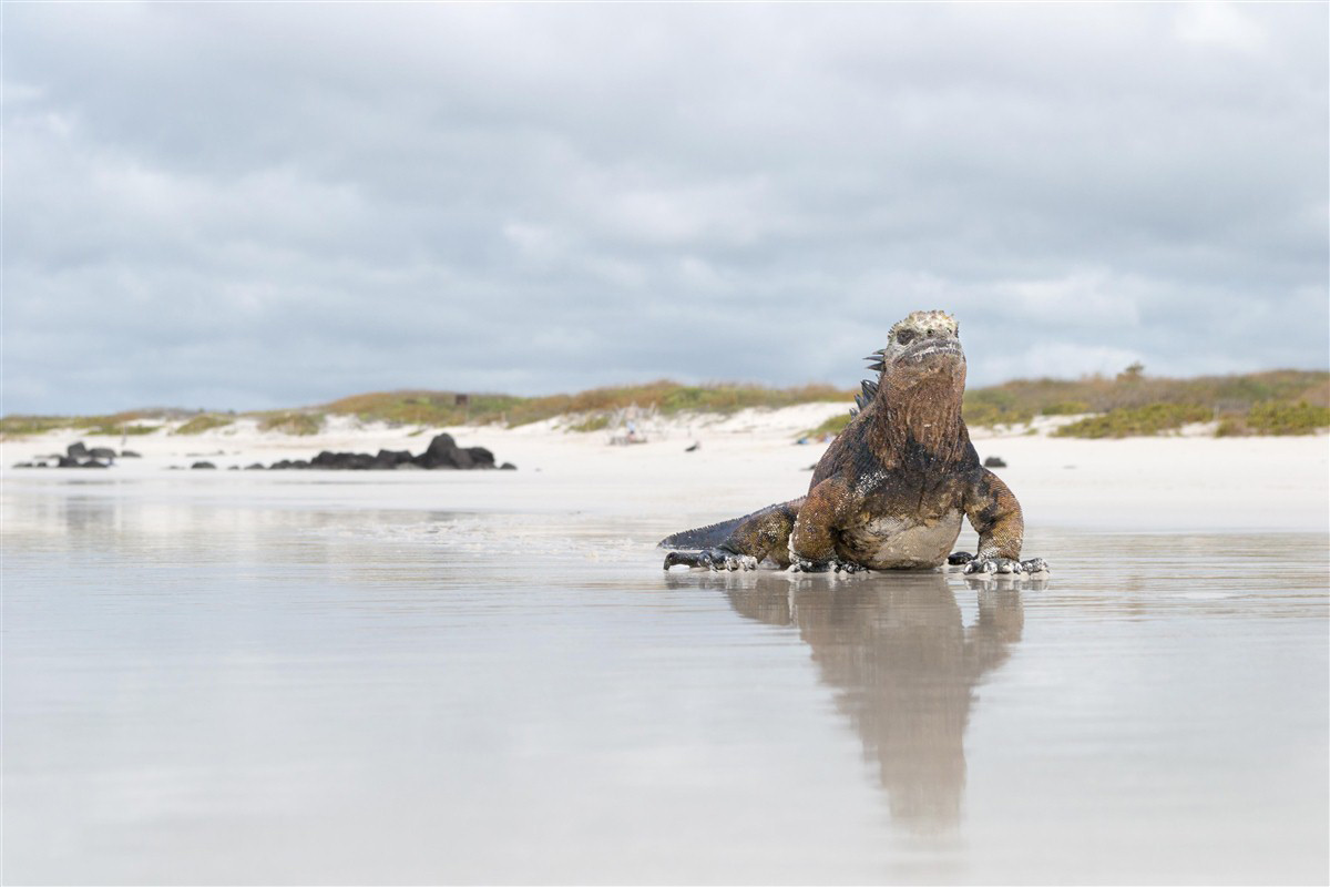 Iguane Galapagos