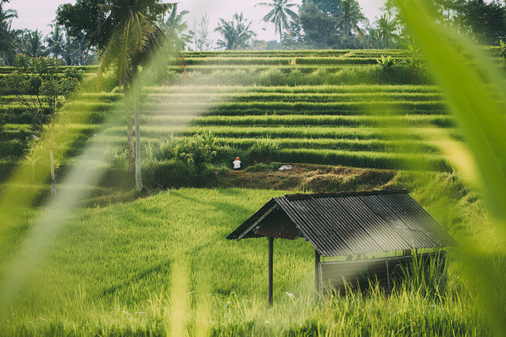 La jolie verdure de Bali