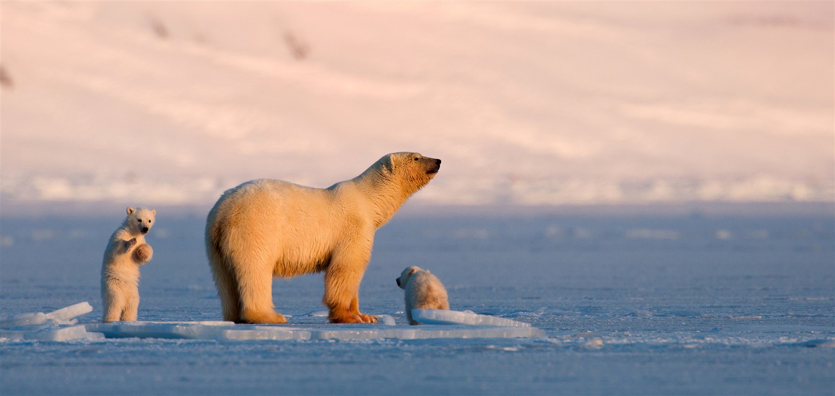 Ours blanc en Alaska