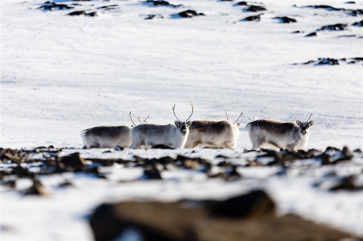 reines en Norvège