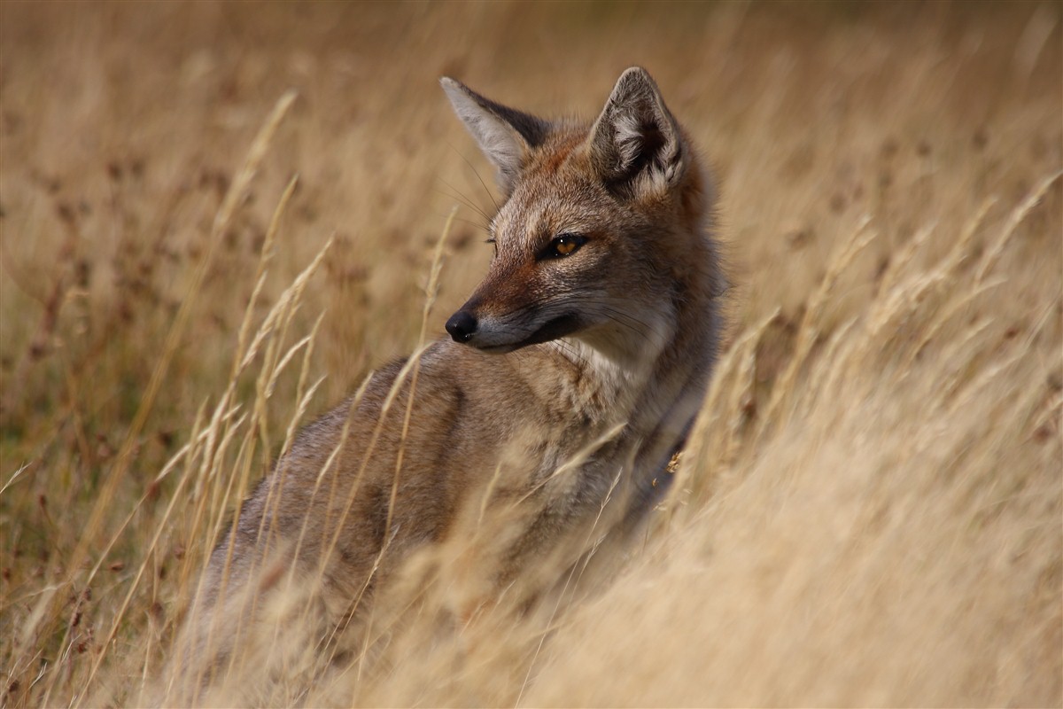 Renard du chili