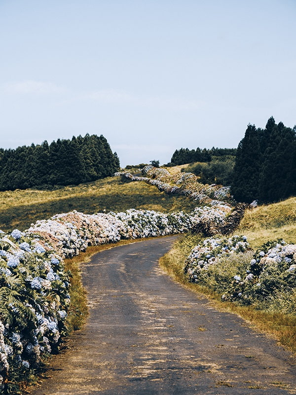 Route végétation Les Acores