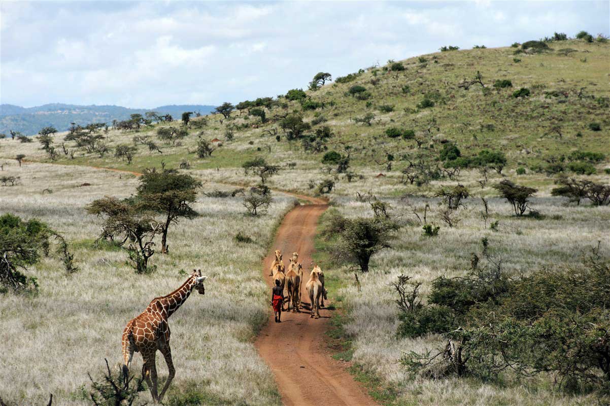 Girafe dans un parc 