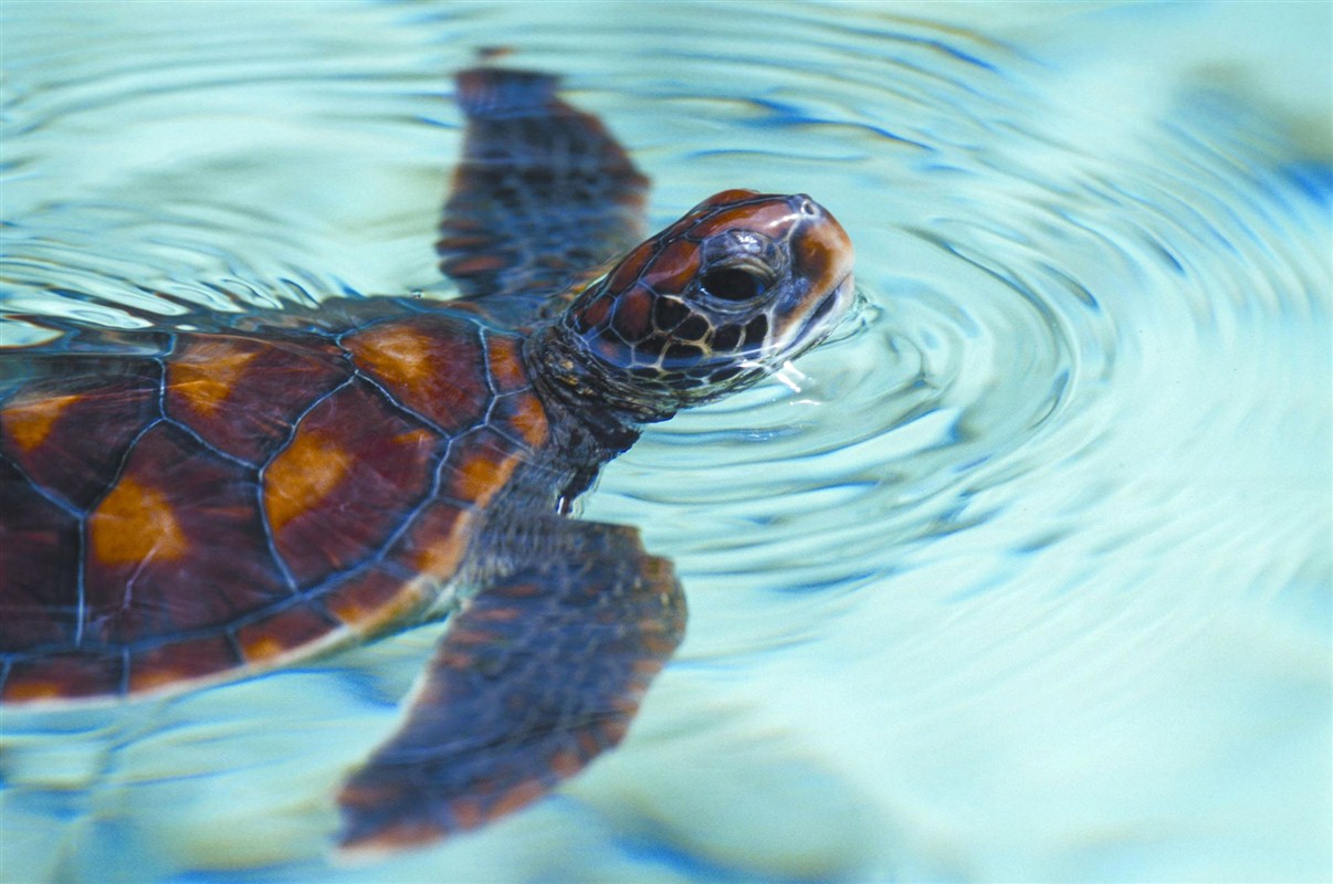 tortue en Polynésie