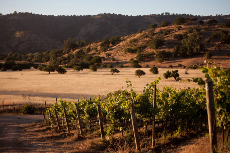 Vignes de Valparaiso Chili