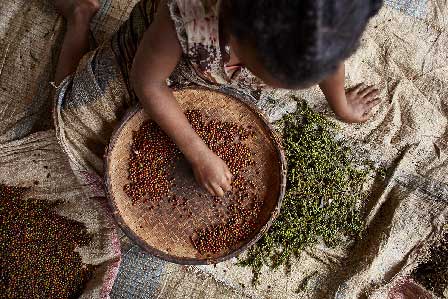 Madagascar, l'île aux parfums