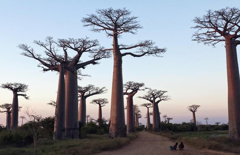 Madagascar, le zébu philosophe