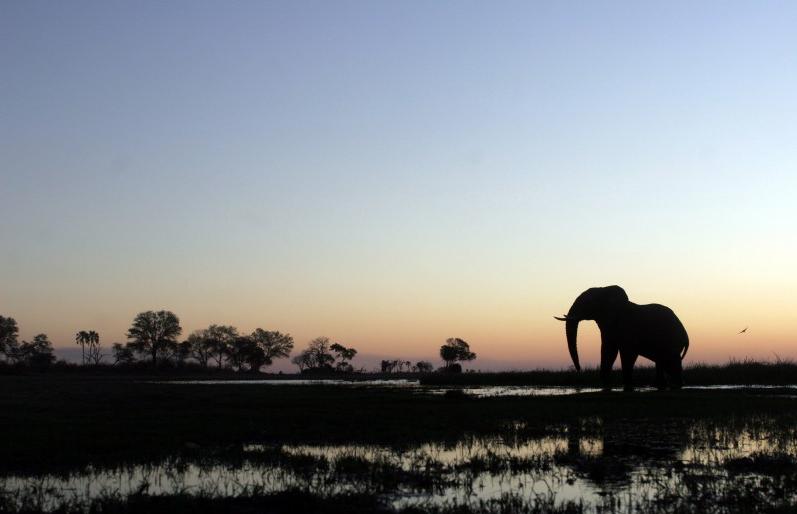 A vivre au Botswana avant qu'il ne soit trop tard