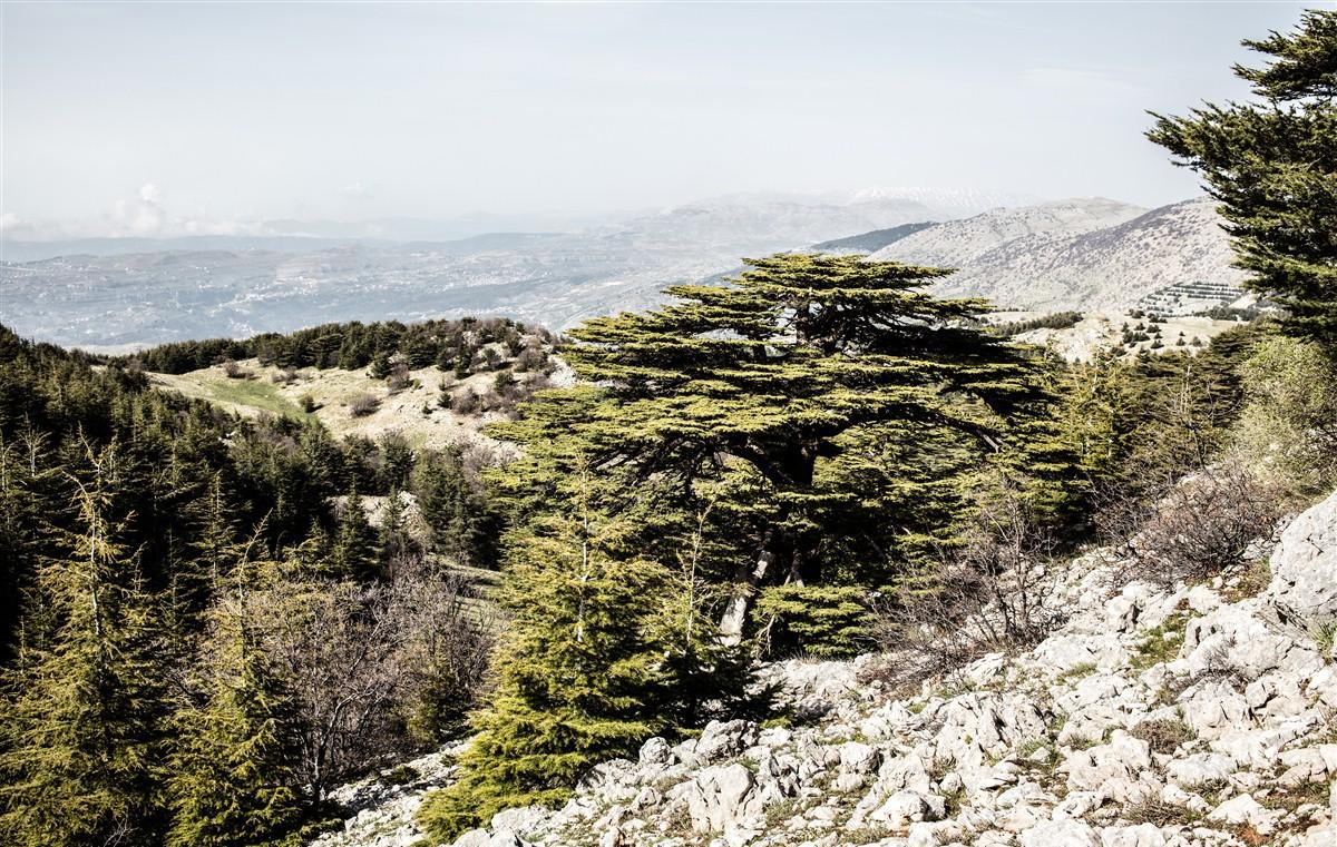 la paix de la terre